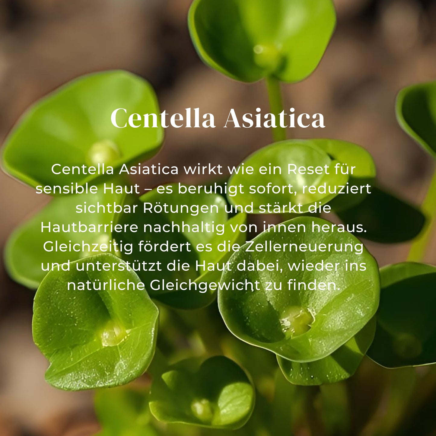 Sensitive Repair Serum - Dein SOS bei gereizter & reaktiever Haut