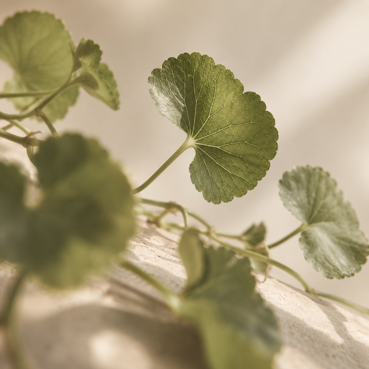 re-skin-tigergras-centella-asiatica_png.png